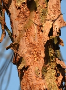 Larger European elm bark beetle