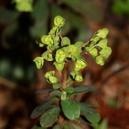 Wood spurge