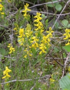 Ginestra minore