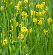 Yellow iris