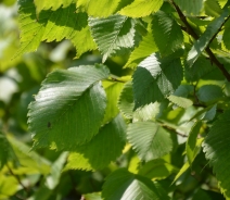 Olmo bianco
