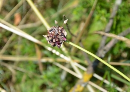 Divji luk – Allium scorodoprasum