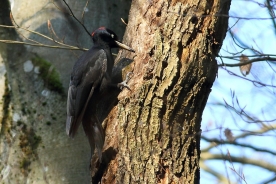 The Black Woodpecker 