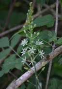 Grozdasti kosmuljek – Anthericum liliago