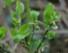 European blueberry