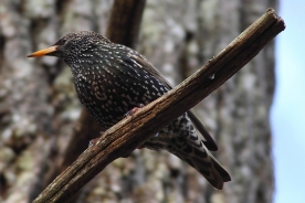 Common starling 