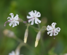 Nottingham catchfly