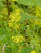 Crosswort