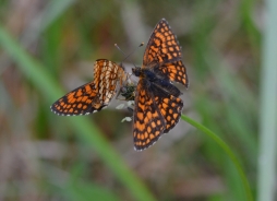 Heath fritillary