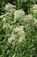 Hedge bedstraw