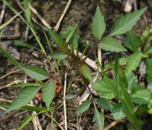 Črnoplodni mrkač (Bidens frondosa / Bidens melanocarpa)