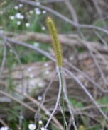 Zeleni muhvič – Setaria viridis (L.) P. Beauv.