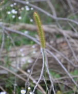 Green foxtail