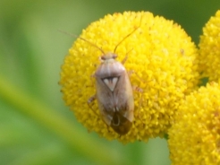 Travniška stenica – Adelphocoris lineolatus