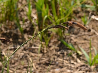 Ostri šaš | Rastlina | Life Habitats