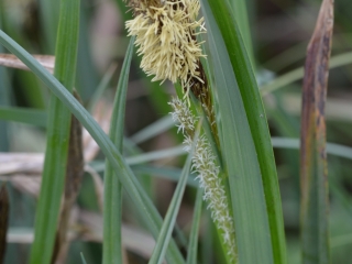 Ostri šaš | Rastlina | Life Habitats