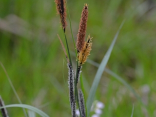 Ostri šaš | Rastlina | Life Habitats