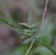 Marsh valerian