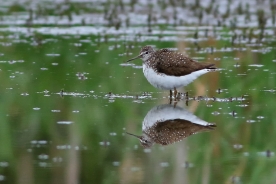 Green sandpiper 