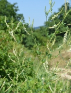 Meliloto bianco