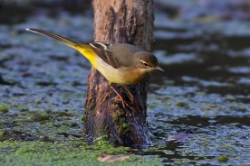 Grey wagtail 