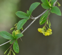 Common barberry