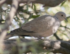 The Eurasian Collared Dove 