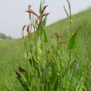 Common sorrel 