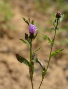 Fiordaliso stoppione