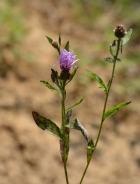 Brown knapweed