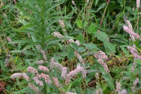 Poligono persicaria 