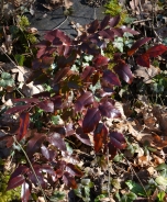 Oregon grape 