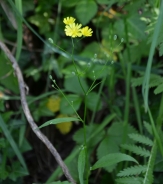 Common nipplewort