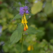 Spigarola violaceae