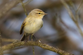 Common chiffchaff 