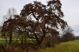 La quercia