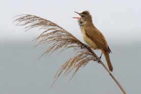 Great reed warbler 