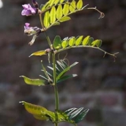 Bush vetch 