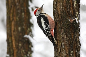 Middle spotted woodpecker 