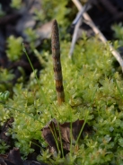 Marsh horsetail