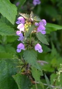 Falsa ortica purpurea