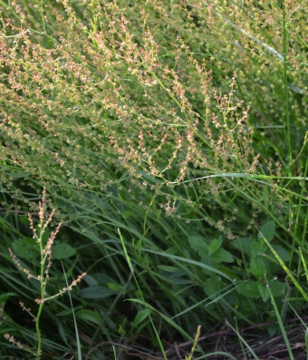 Mala kislica – Rumex acetosella L.
