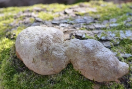 Hrastov plutač – Phellinus robustus (P. Karst.) Bourdot et Galzin