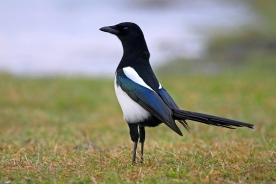 Eurasian magpie or common magpie 