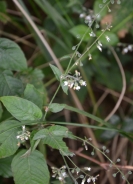 Veliki nadlišček – Circaea lutetiana (L.)