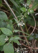 Broad-leaved enchanter's nightshade