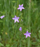 Spreading bellflower