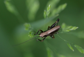 Dark bush-cricket