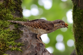 Eurasian wryneck 