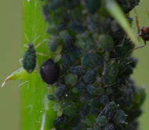 Black bean aphid